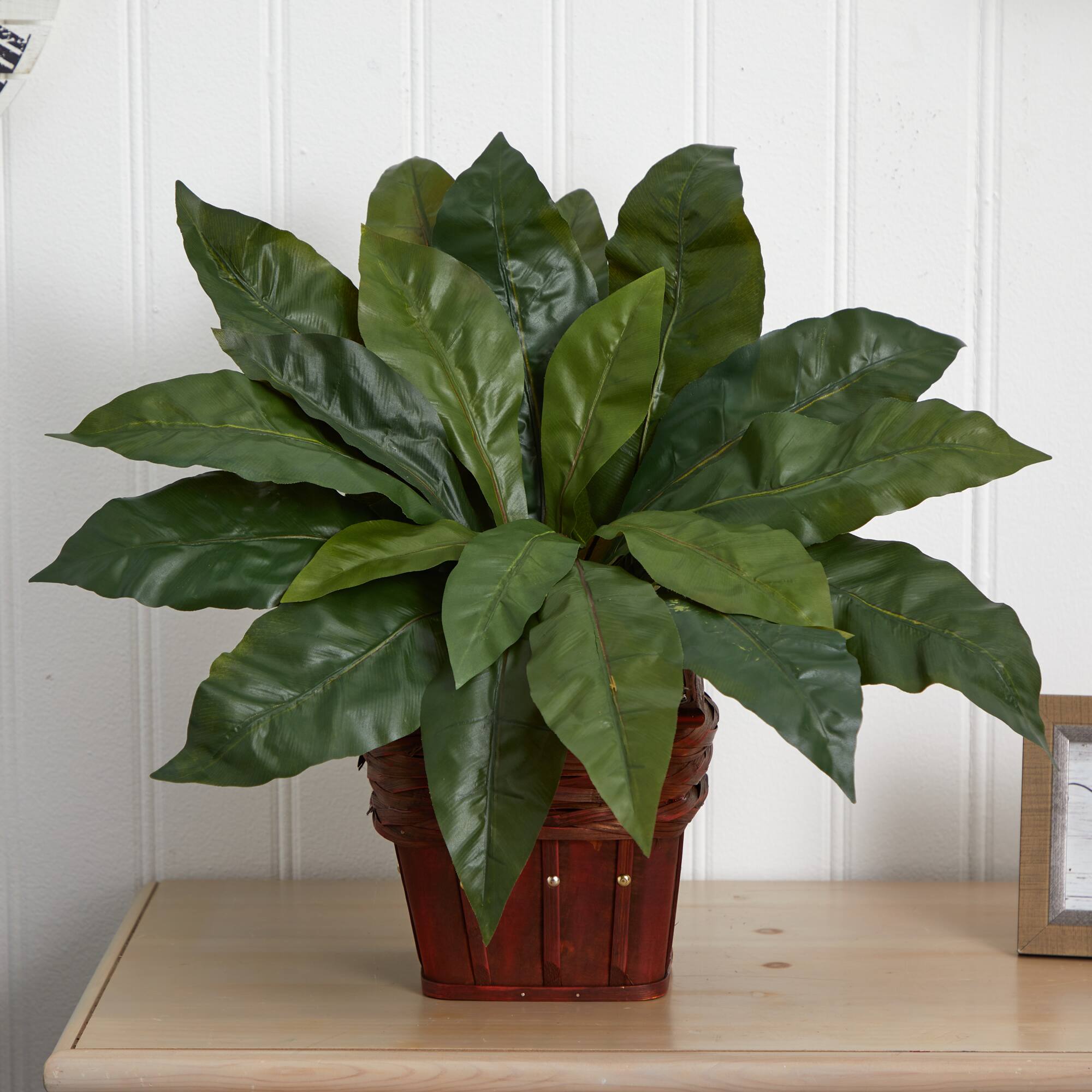22" Birds Nest Fern with Wicker Basket